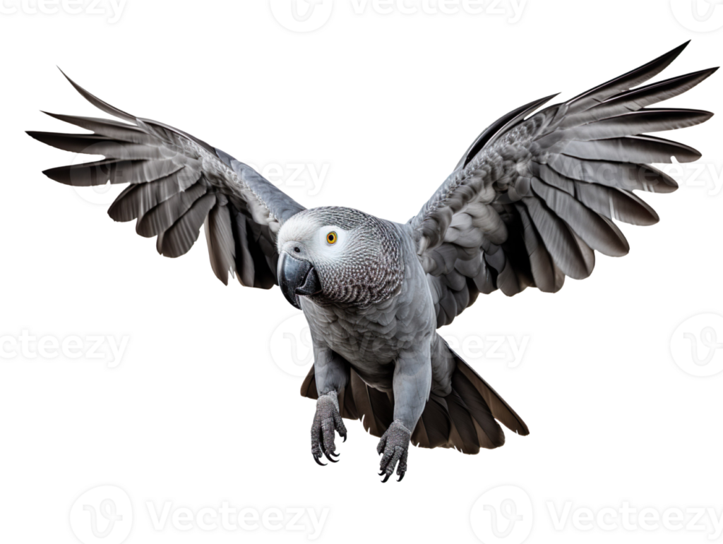 flying-african-grey-parrot-isolated-on-transparent-background-png
